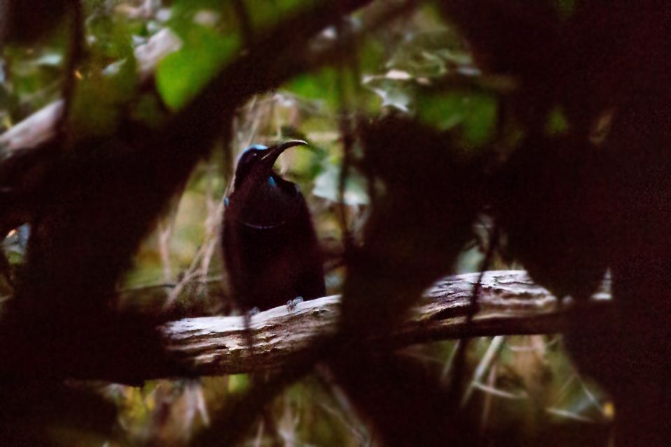 Magnificent Riflebird (Ptiloris magnificus)